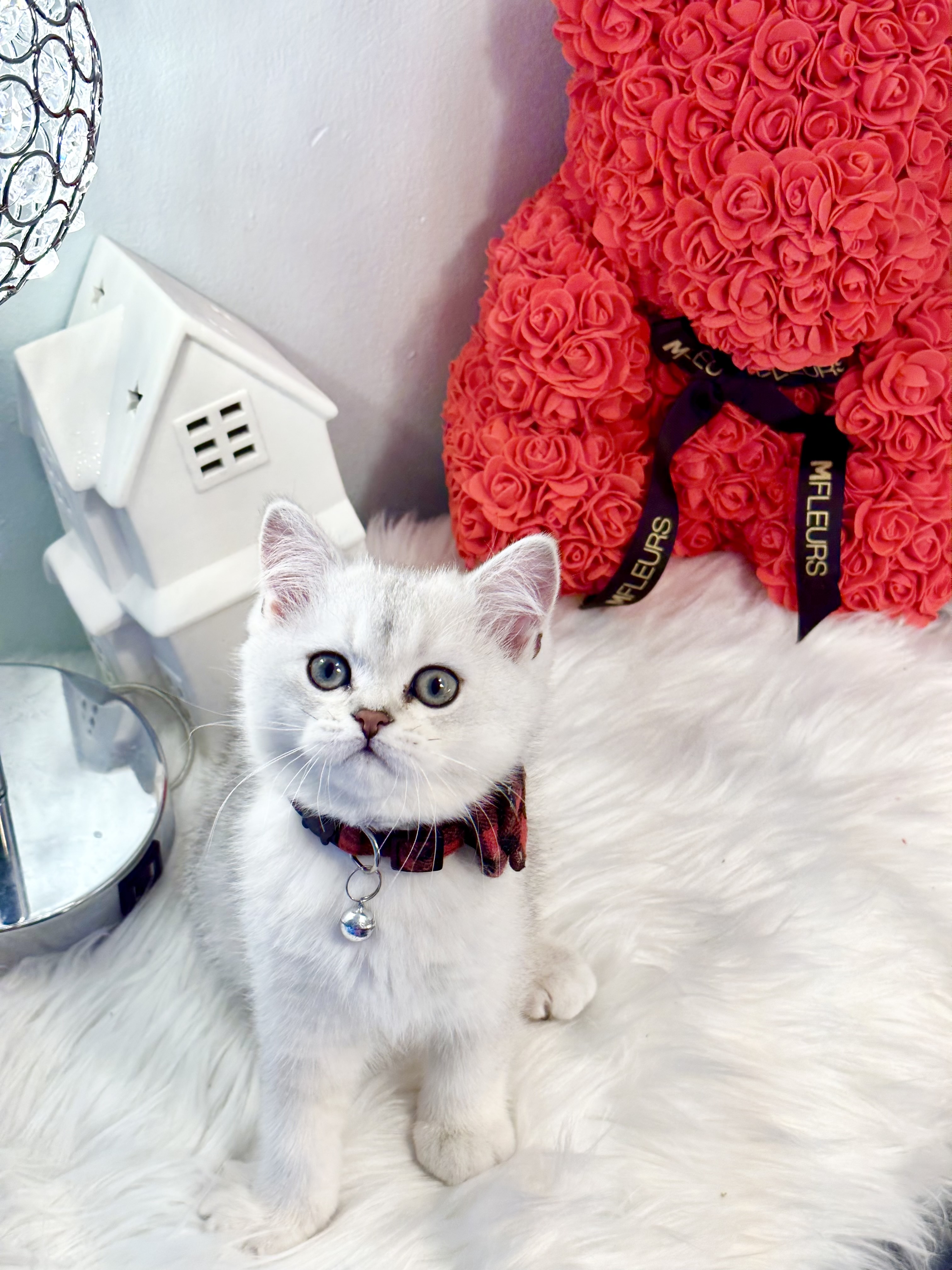 Diego, Sweet, cute and social Silver British shorthair male kitten 11 weeks – SOLD