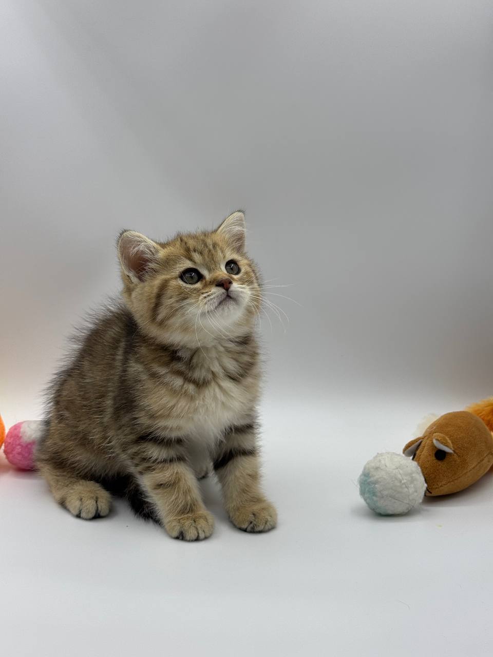 Casper – British Shorthair Gold Marble Male – SOLD