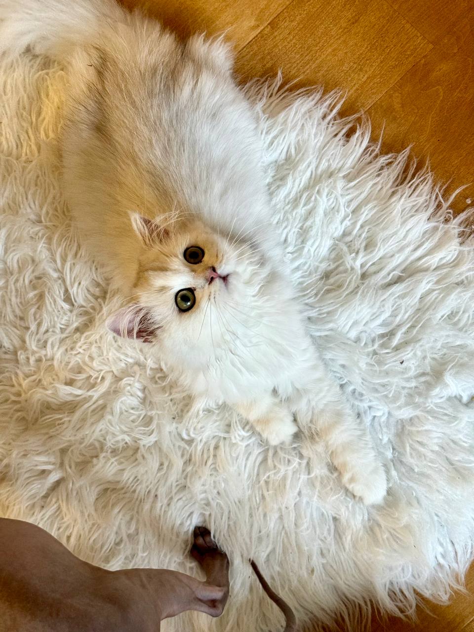 Lili – British Longhair White Female – SOLD