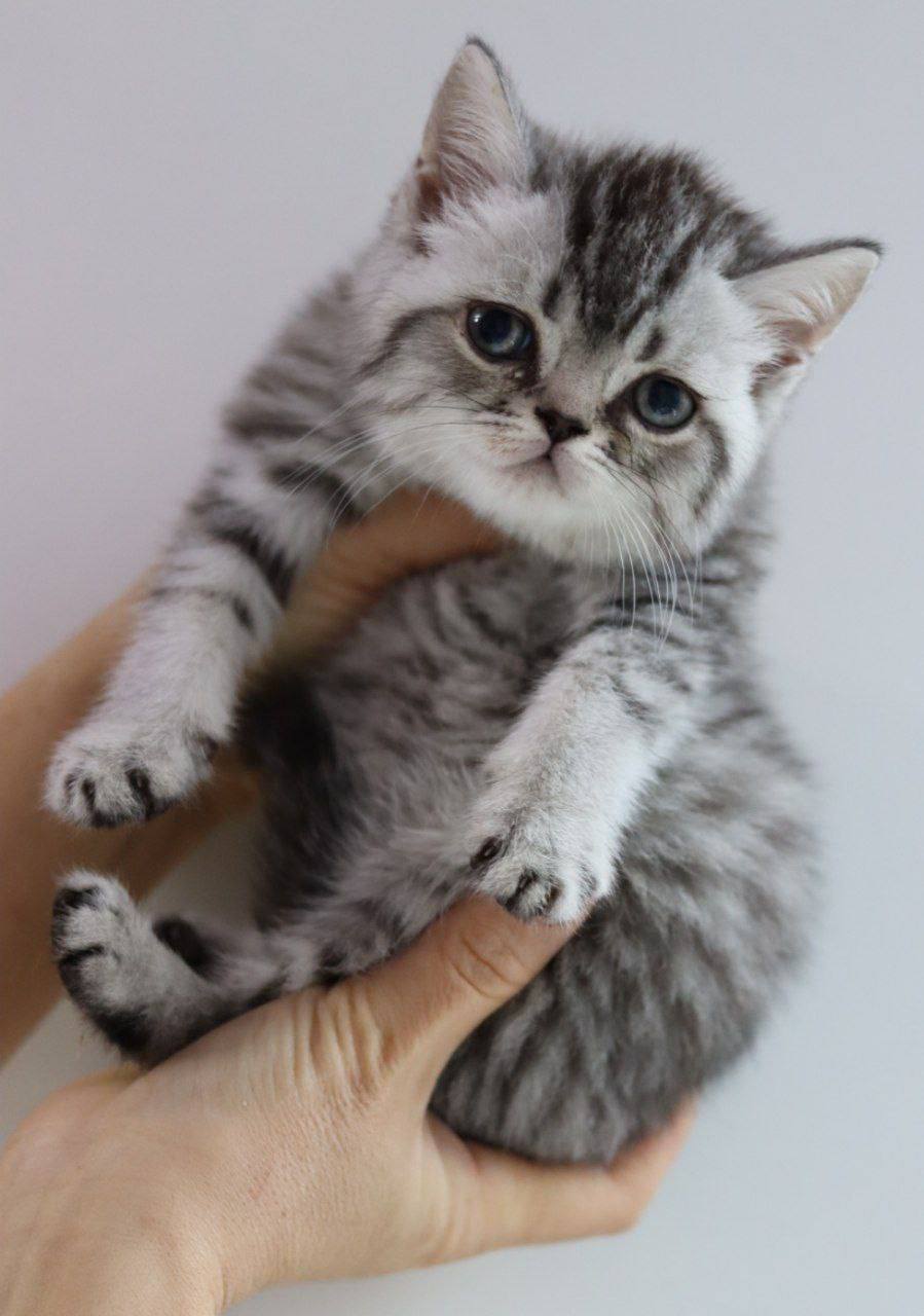 Candy – British Shorthair Silver Marble Male 2.5 Months Old