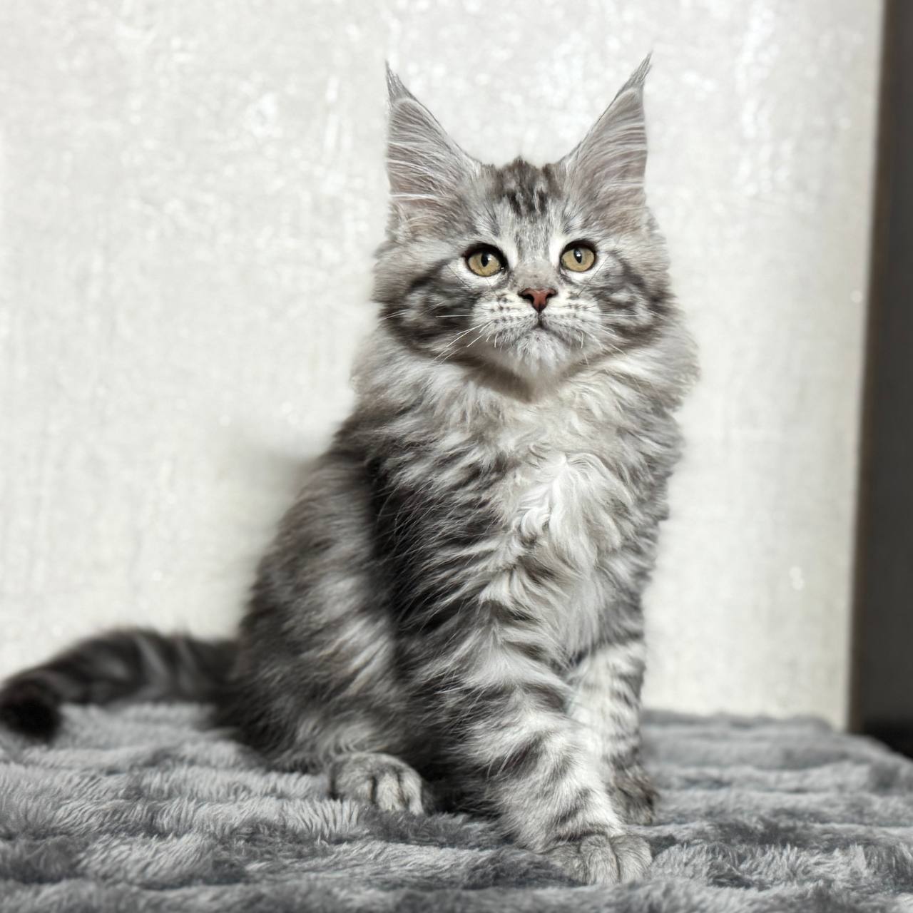 Kendra – Maine Coon Female Silver 2.5 Months Old