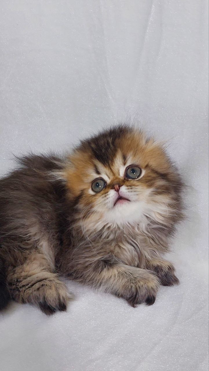 Vera – Black Gold Scottish Fold Female 2.5 Months Old