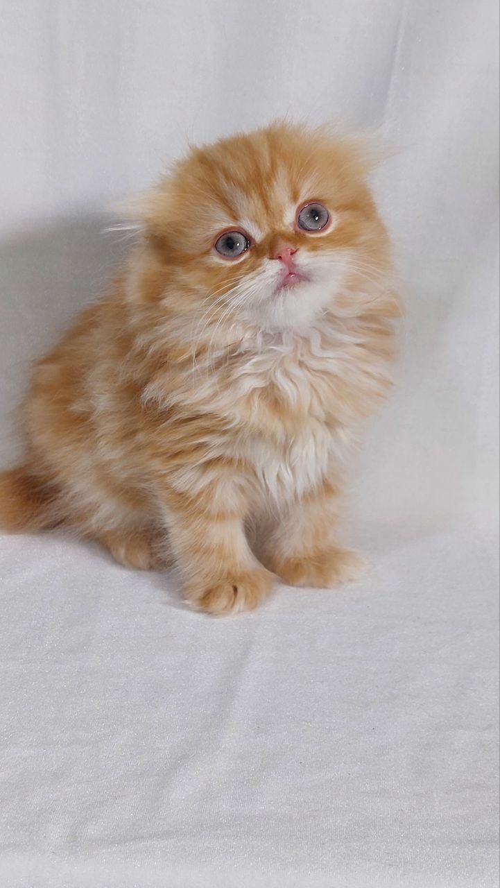 Aldo – Gold Marble Scottish Fold Male 2.5 Months Old