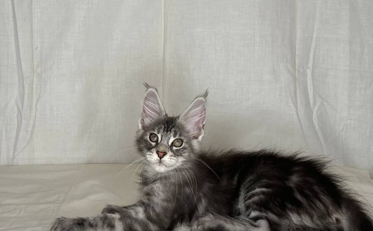 Karen – Maine Coon Silver Female 3 Months Old