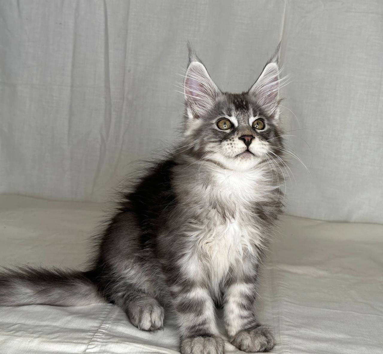 Junya – Maine Coon Silver Female 3 Months Old