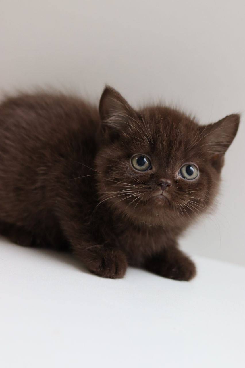 Choco – British Shorthair Chocolate Male 2.5 Months Old