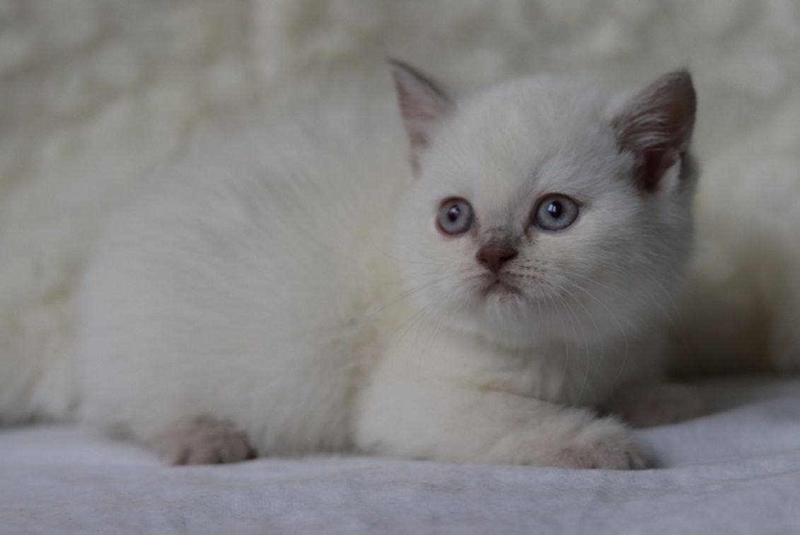 Isabel – British Shorthair Lilac Point Female 2.5 Months Old