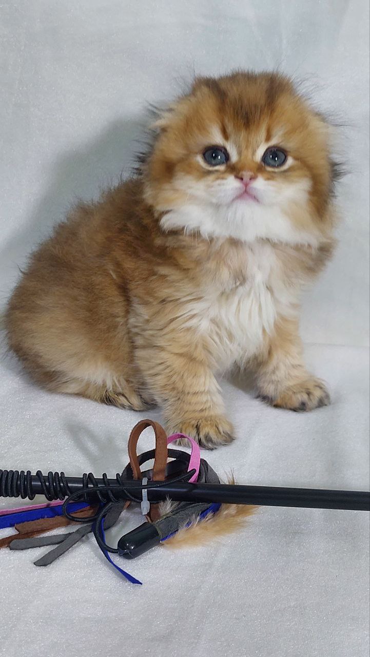 Fendi – Gold Scottish Fold Male 2.5 Months Old