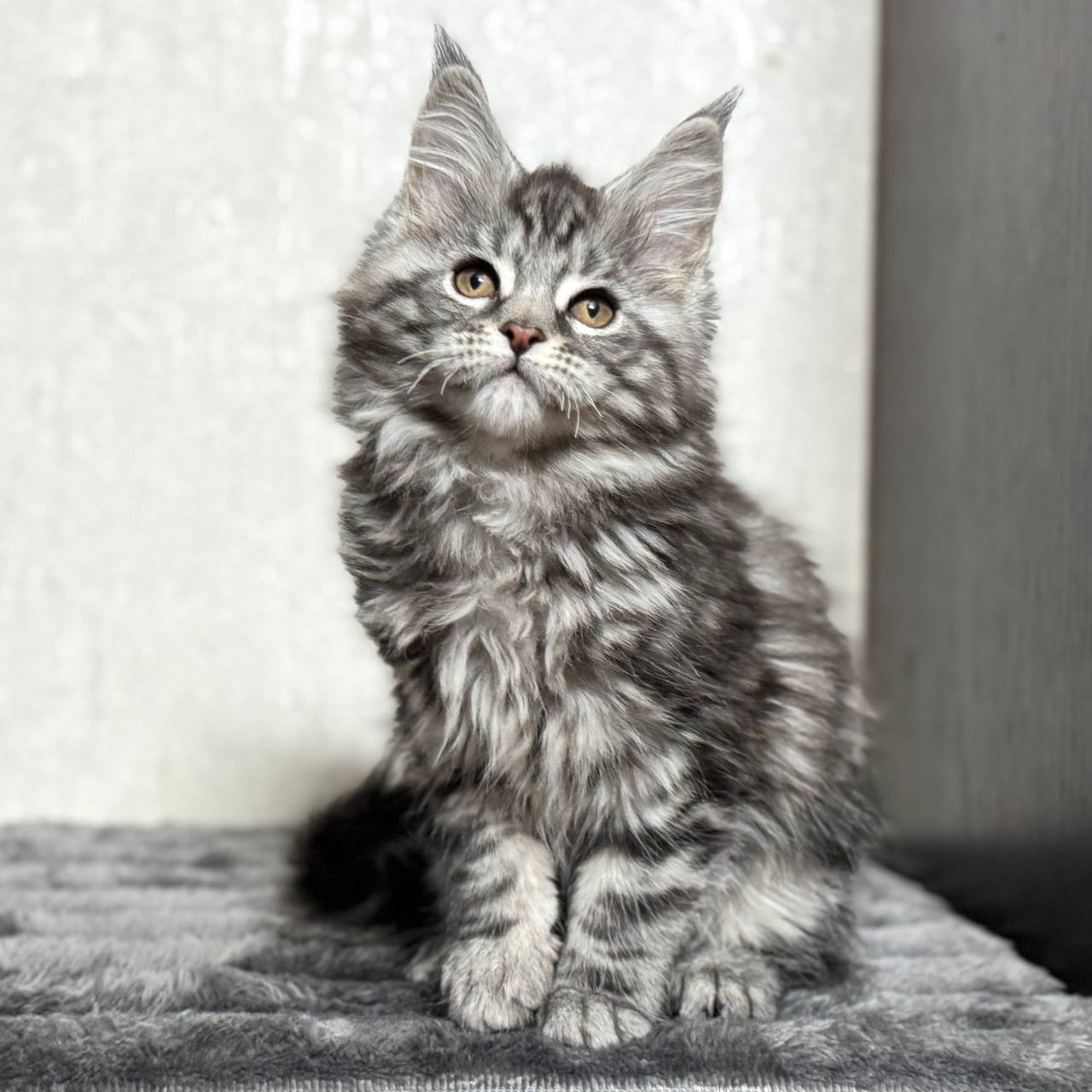 Kiko – Maine coon Female Silver 2.5 Months Old