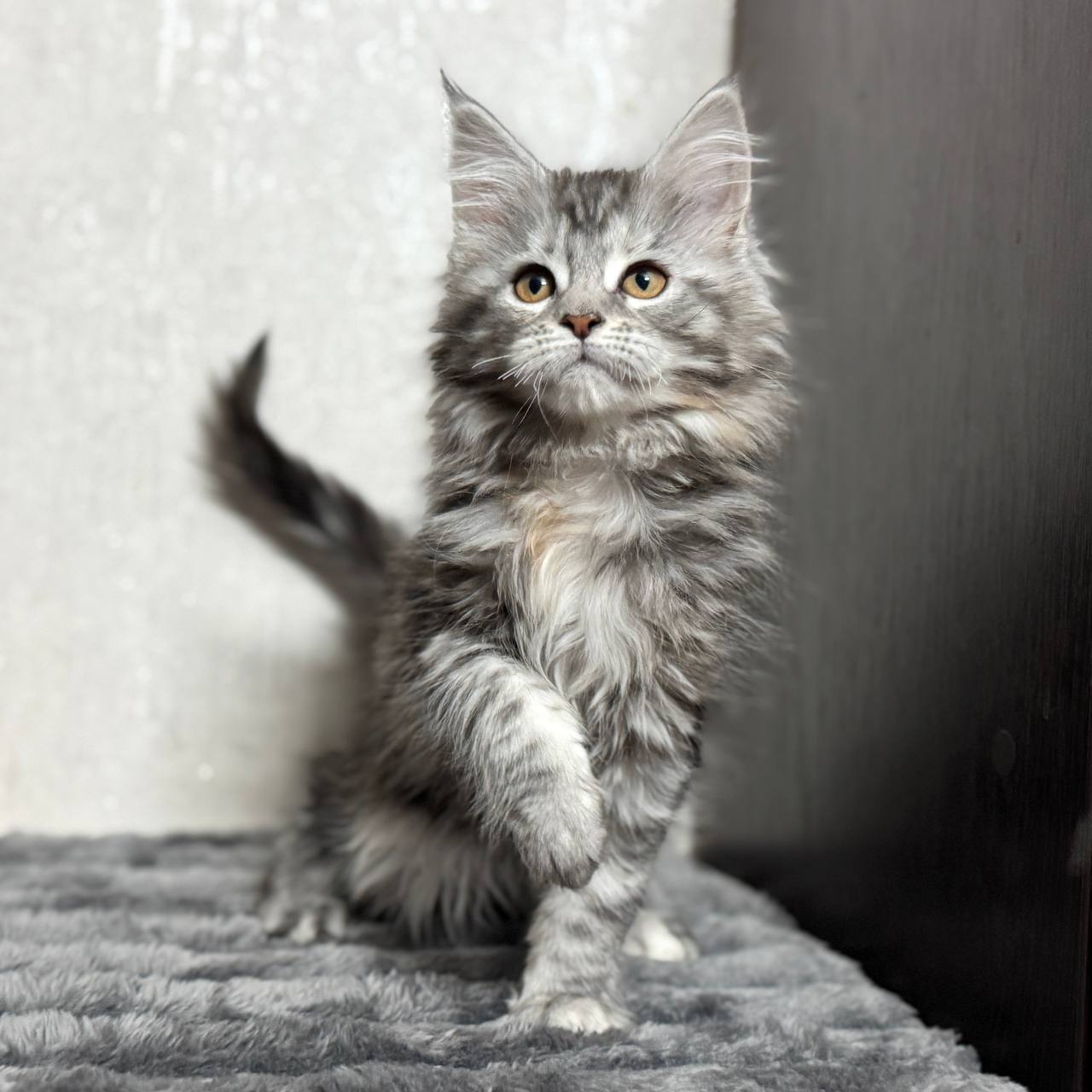 Kelsi – Maine Coon Female Black Marble 2.5 Months Old