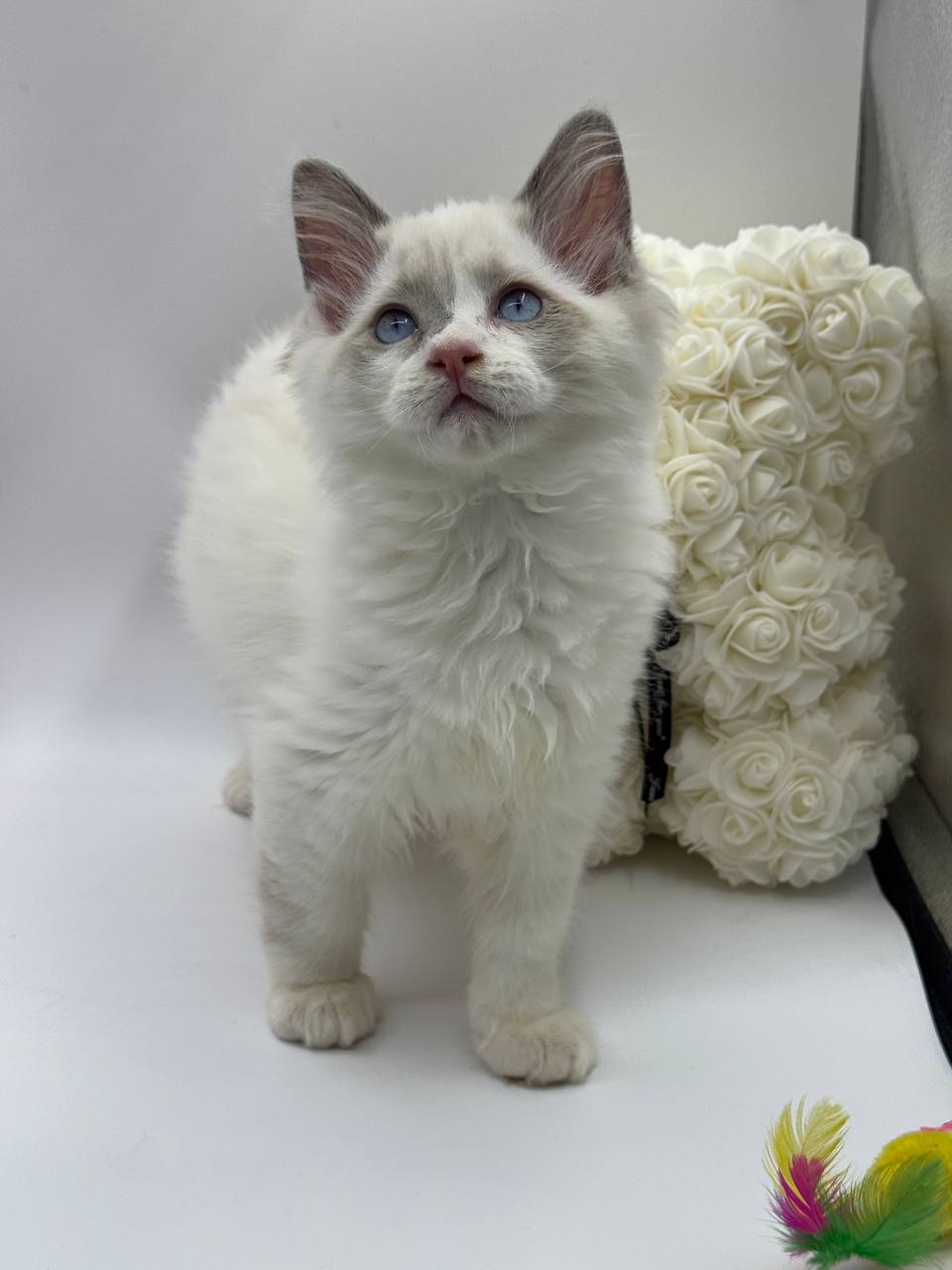 Jimmy – Male Ragdoll 3 Months Old