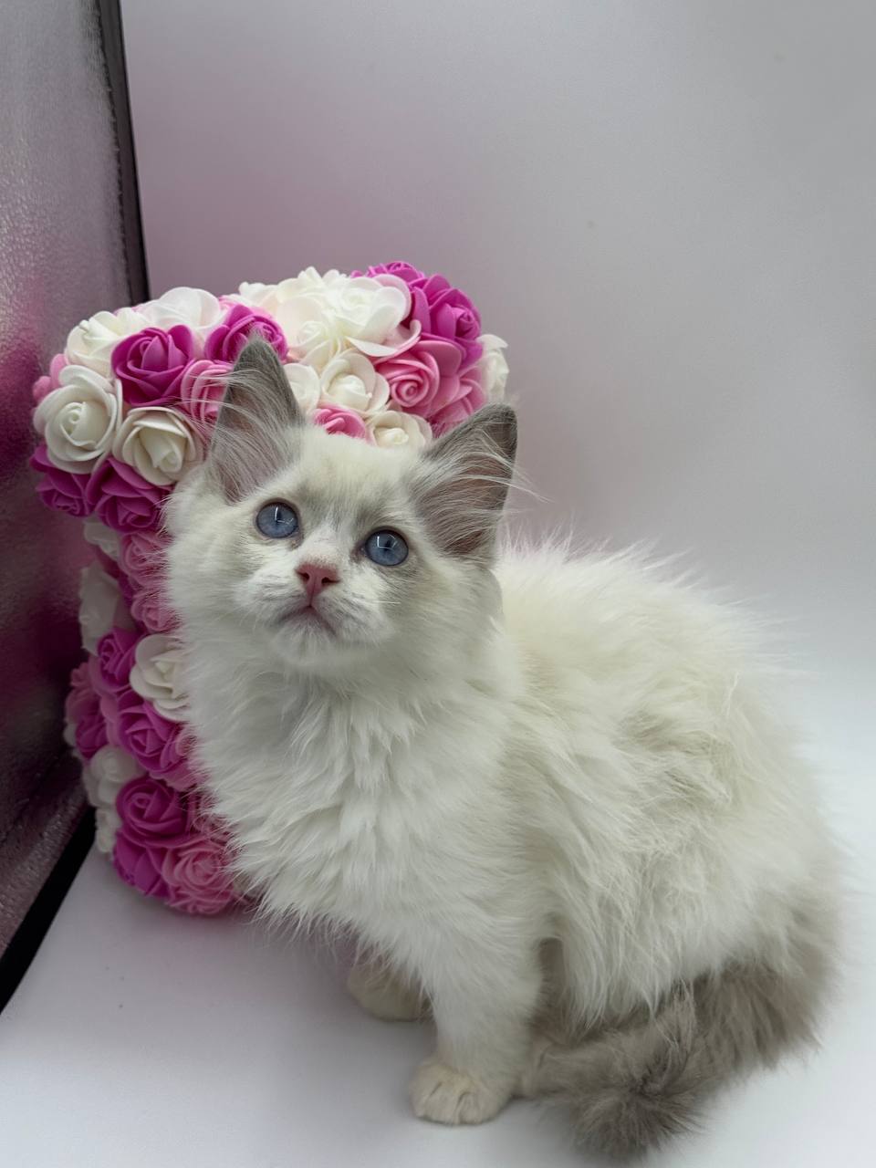 Elle – Female Ragdoll 3 Months Old