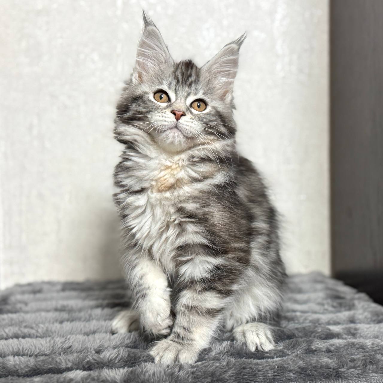 Kenneth – Maine Coon Female Black Marble 2.5 Months Old