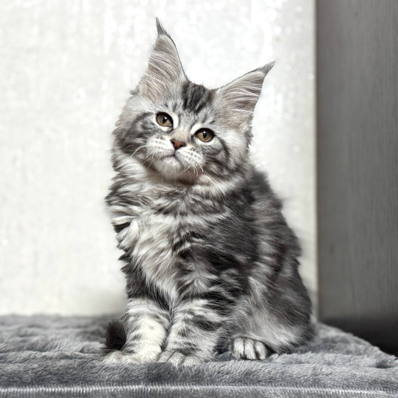 Katy – Maine Coon Female Silver 2.5 Months Old