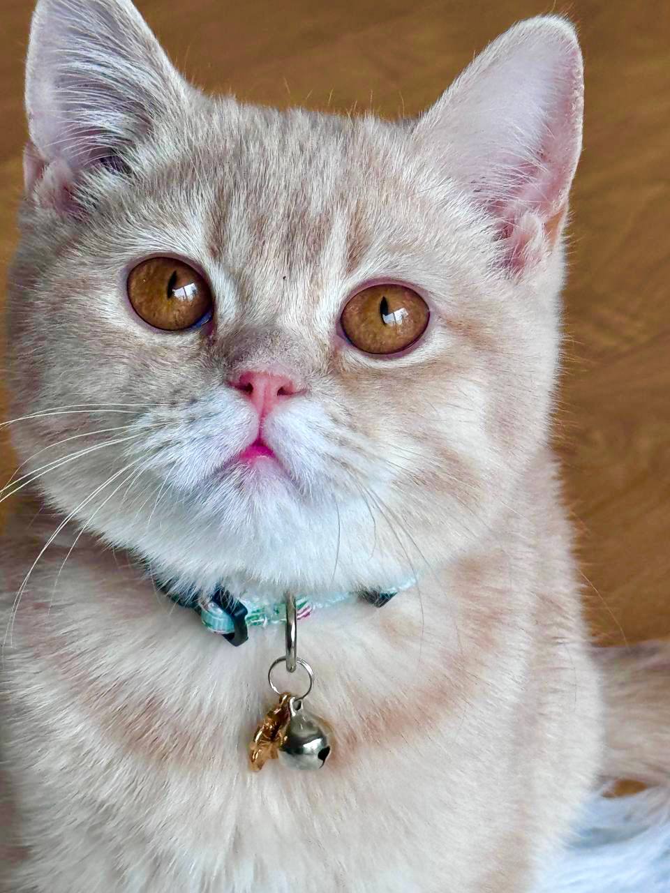 Fendi – Male British Shorthair Gold Lilac 4 Months Old