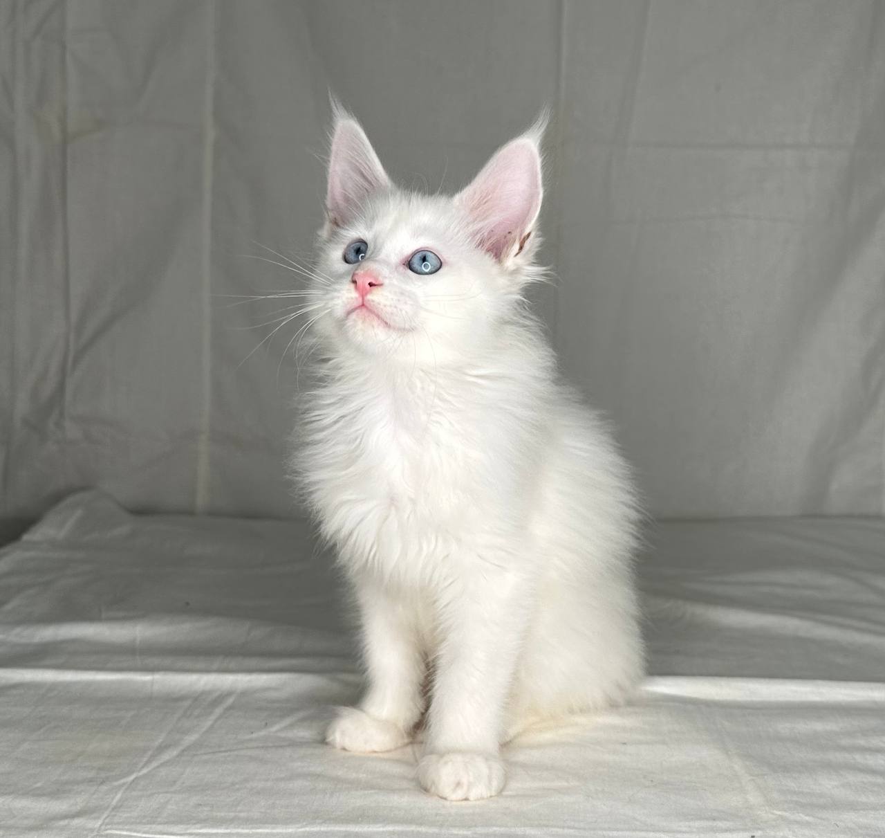 Juliska – Maine Coon Female 2.5 months old