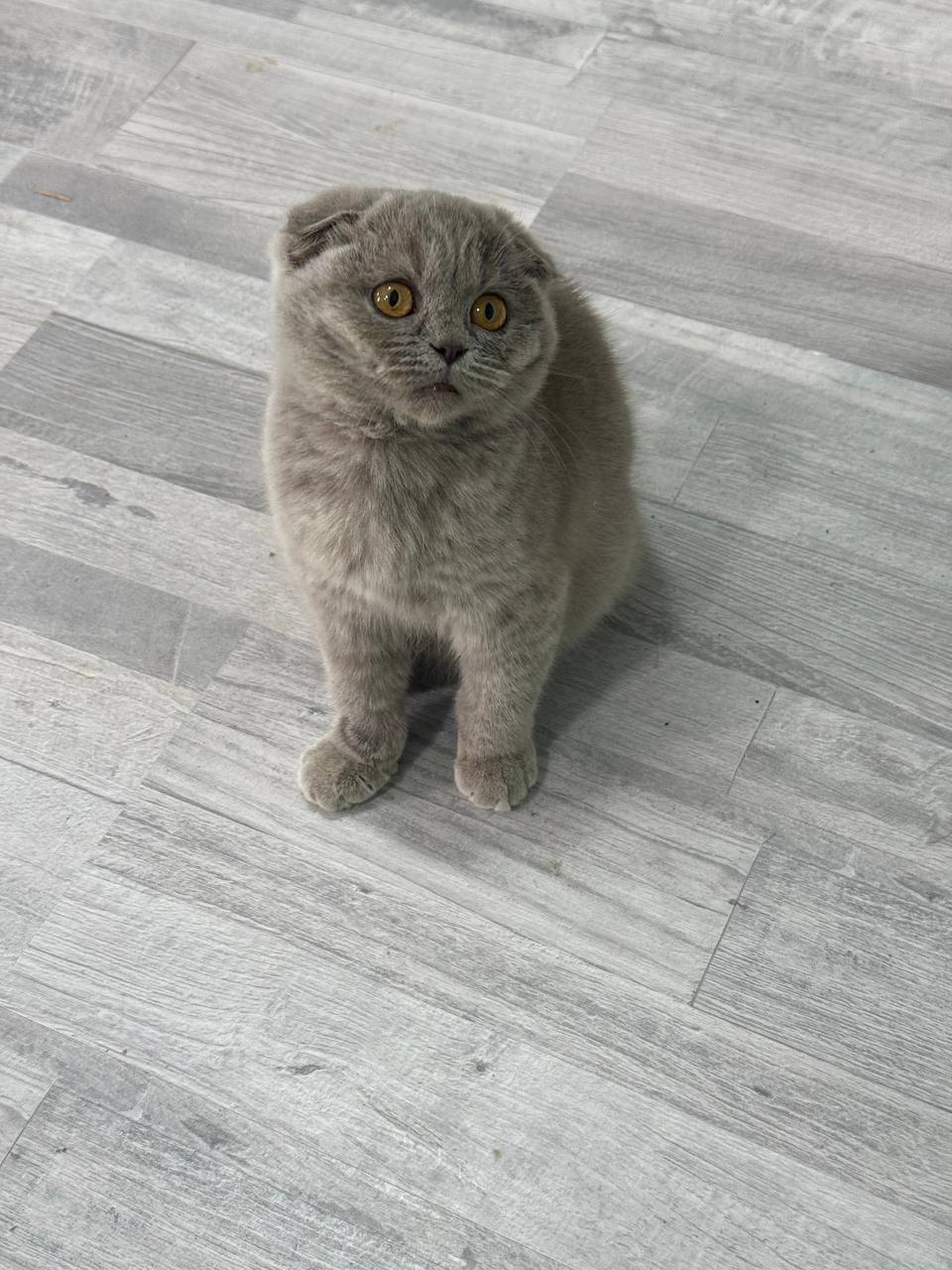 Matilda Scottish Fold Blue Female 3 Months Old