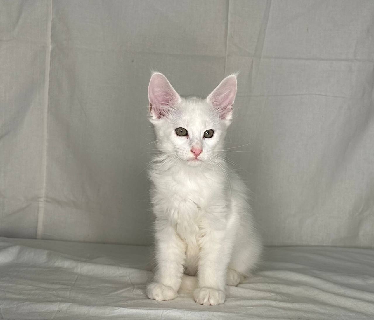 Journee – Maine Coon Male 2.5 months old