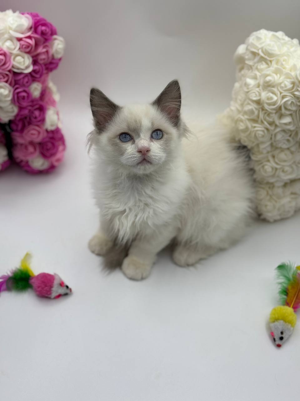 Lucky – Ragdoll Male 2.5 months old