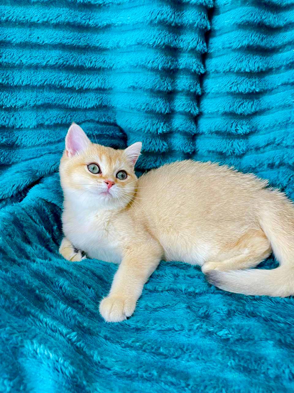 Lacoste – British Shorthair gold male 3 months old