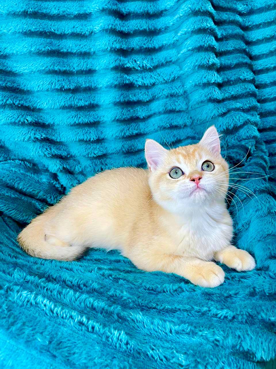 Loulou – British Shorthair gold male 3 months old