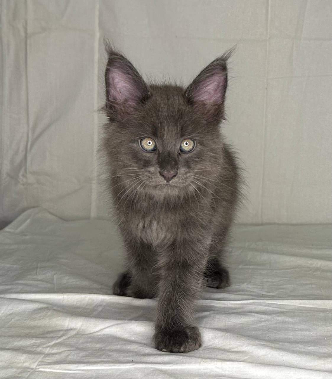 Johnston – Male 2.5 months old Maine Coon
