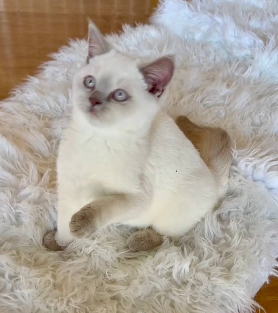 Mary British Shorthair White Point Female 3 Months Old