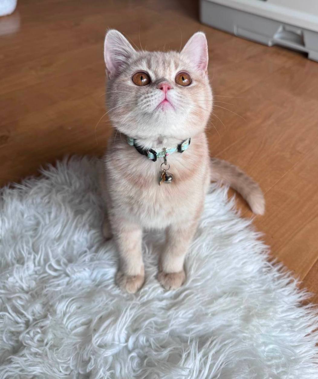 Fendi – British Shorthair Gold Lilac Male 4 Months Old