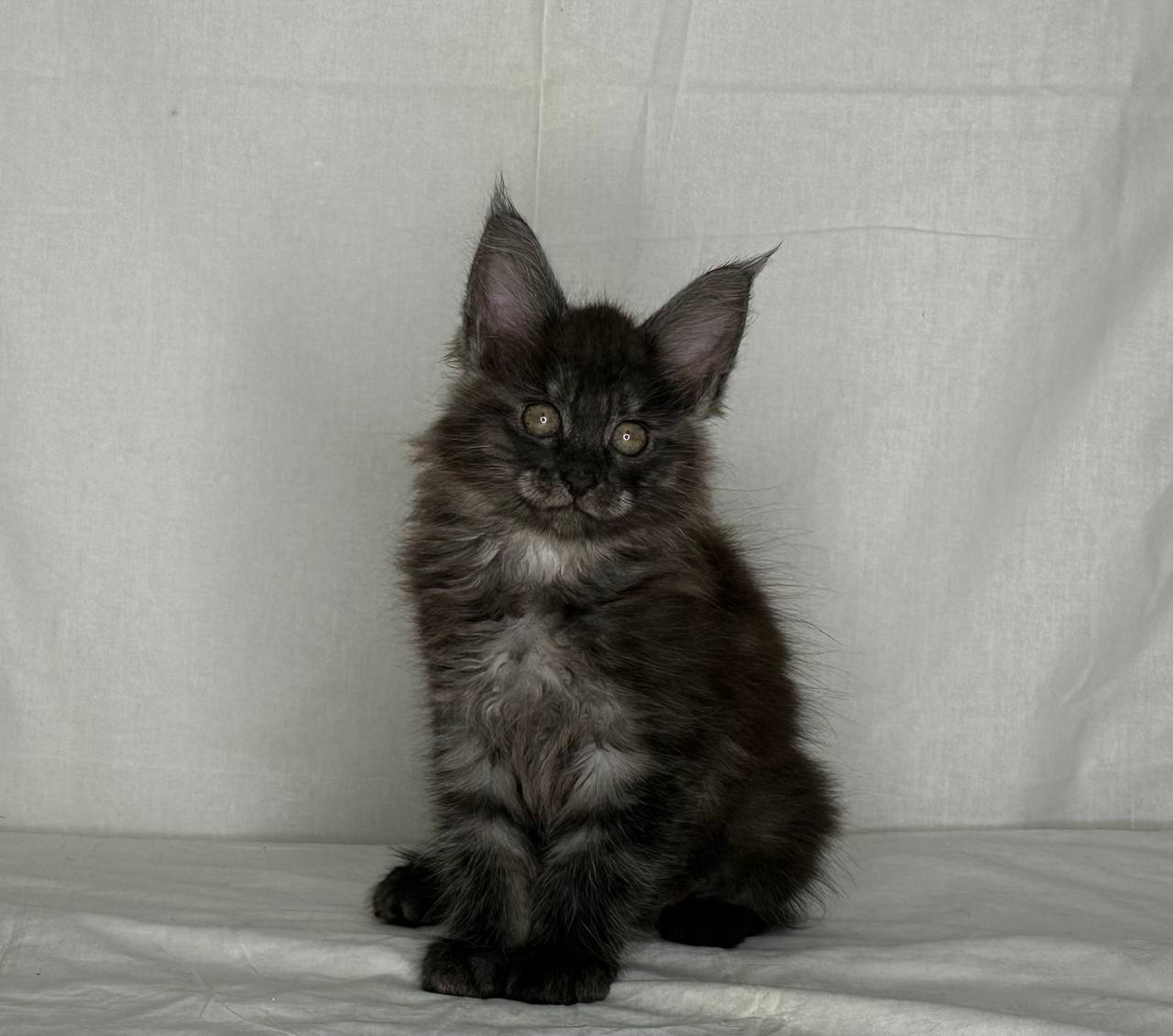 Jeniffer – Maine Coon Female 2.5 months old