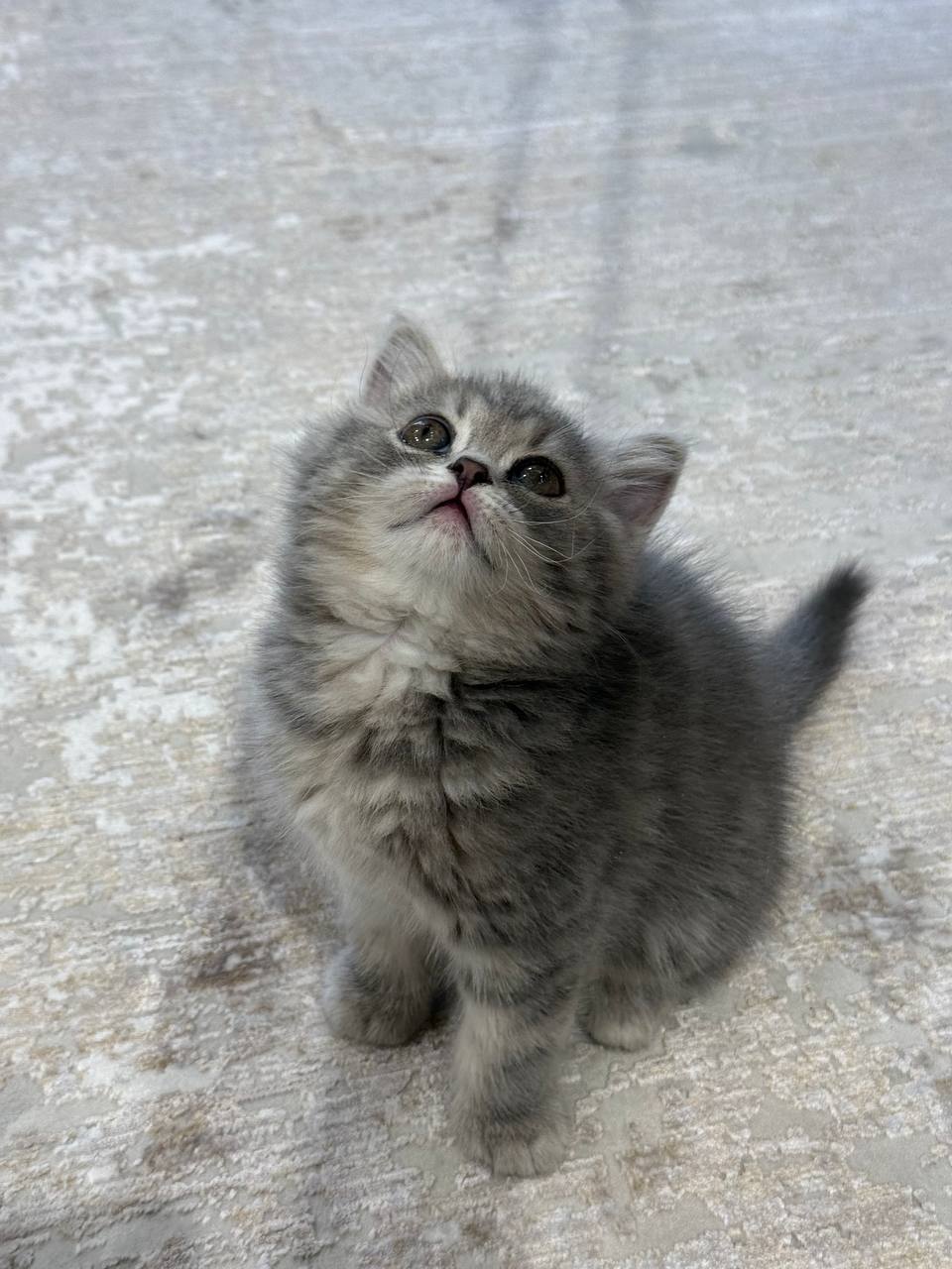 Alex British Shorthair Blue Marble Male