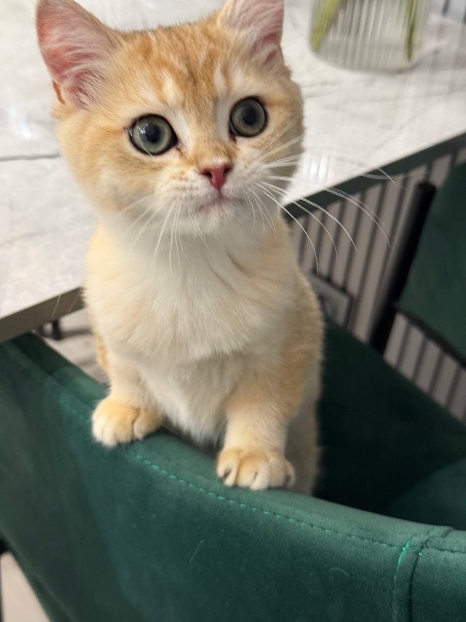Aldo – British Shorthair Gold Male 3 Months Old