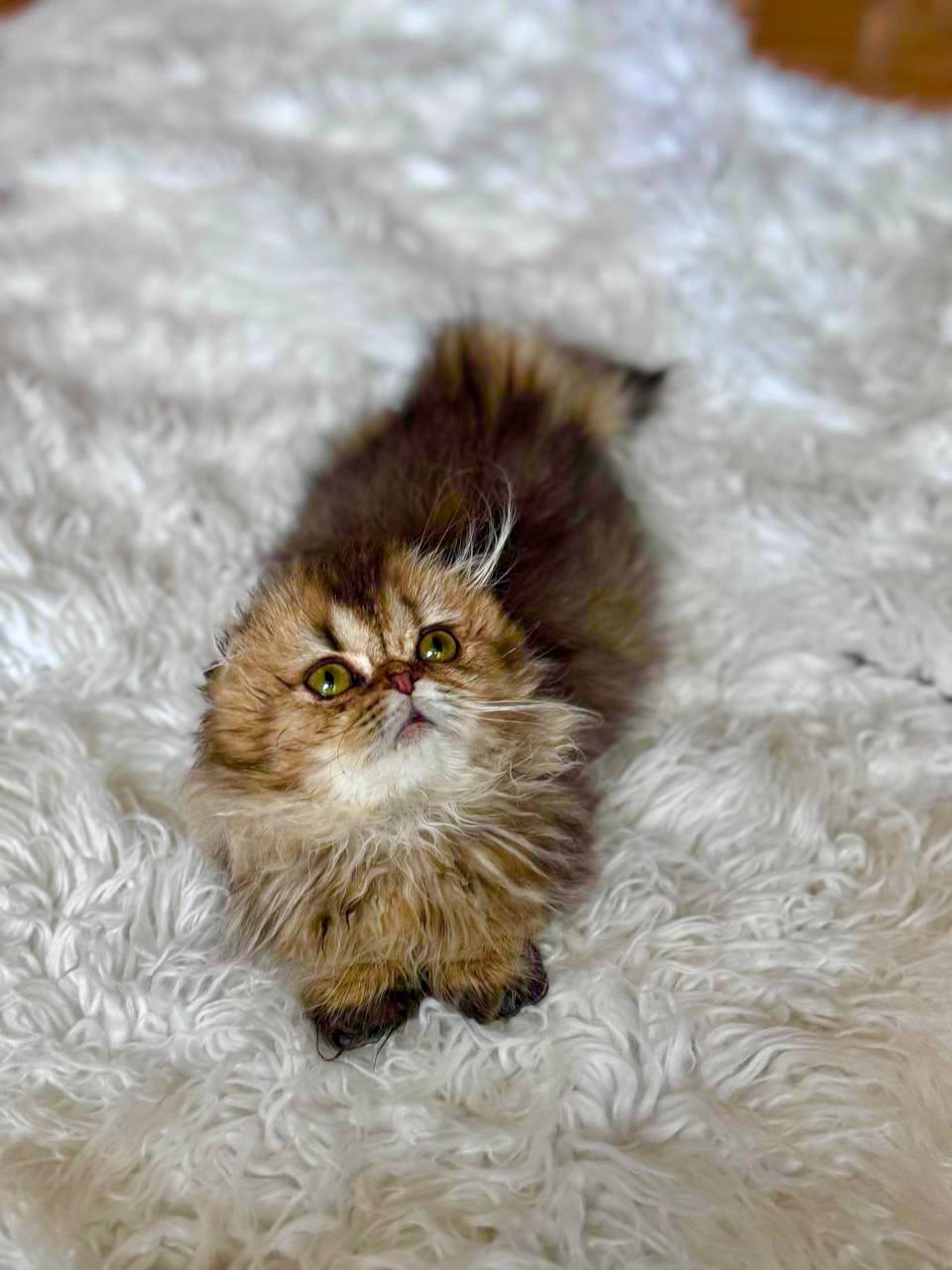Chanel Scottish Fold Black Gold Female 3 Months Old