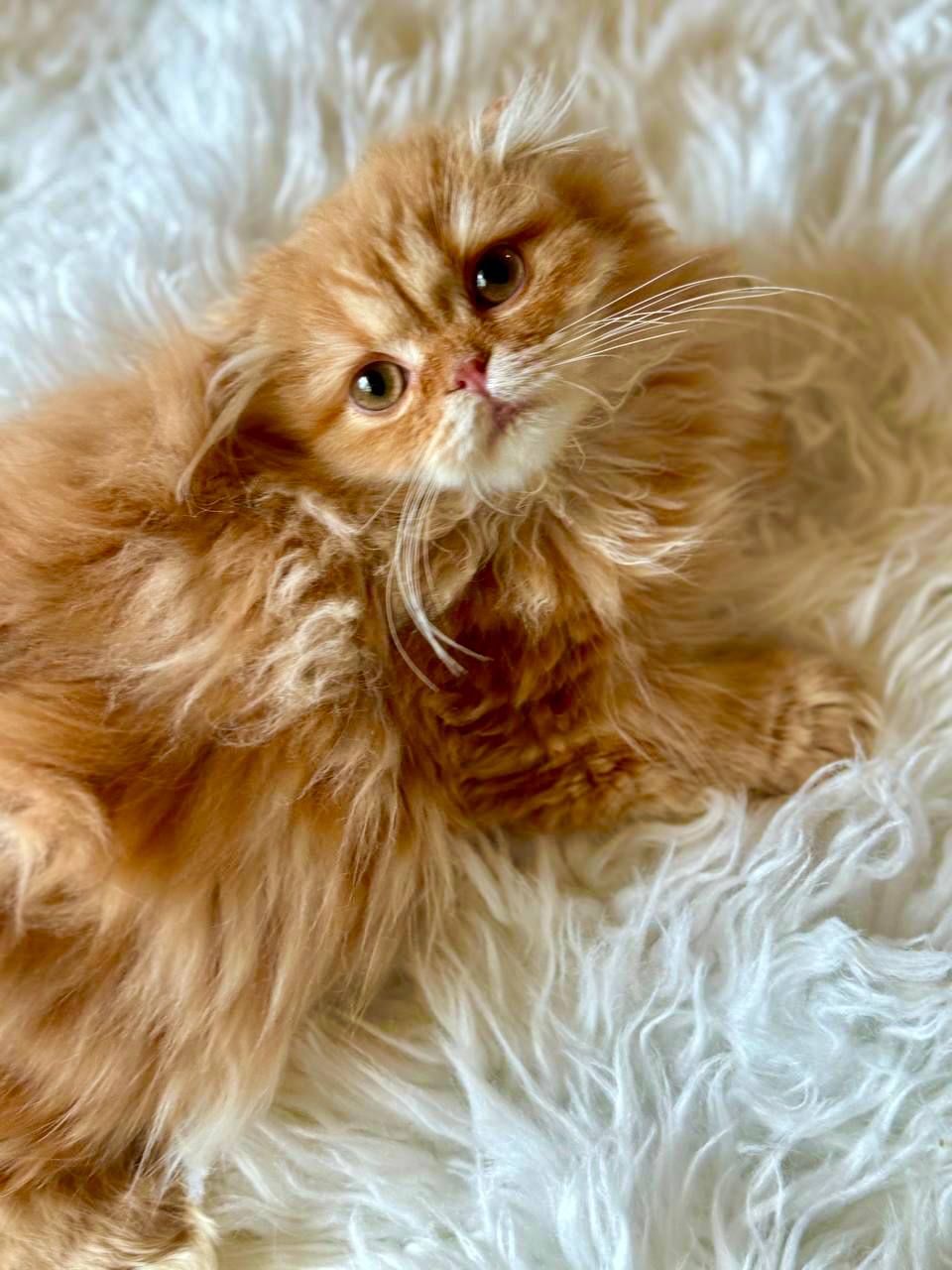 Gucci – Scottish Fold Gold Male 3 Months Old