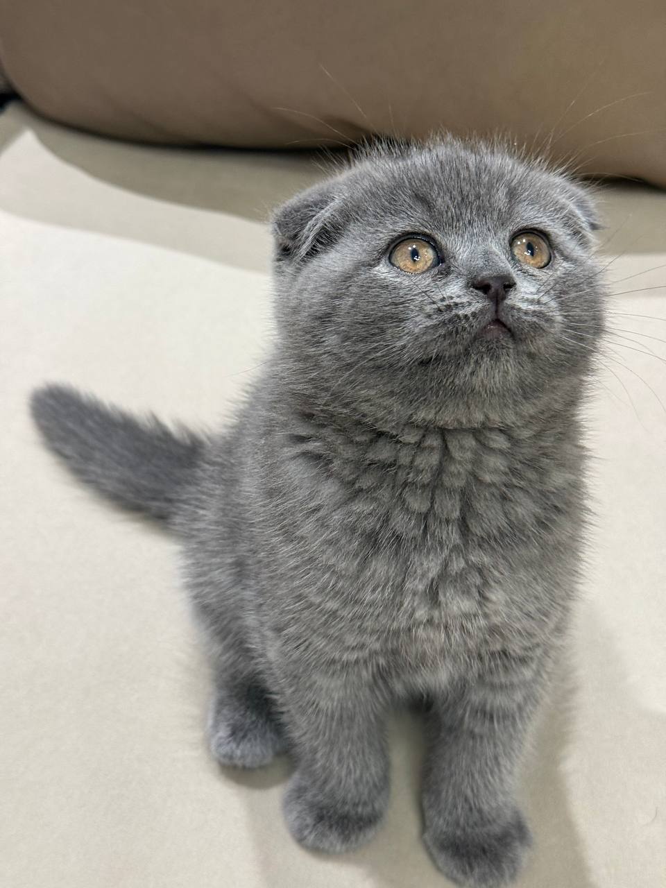 Gucci – Scottish fold blue male 2 month old