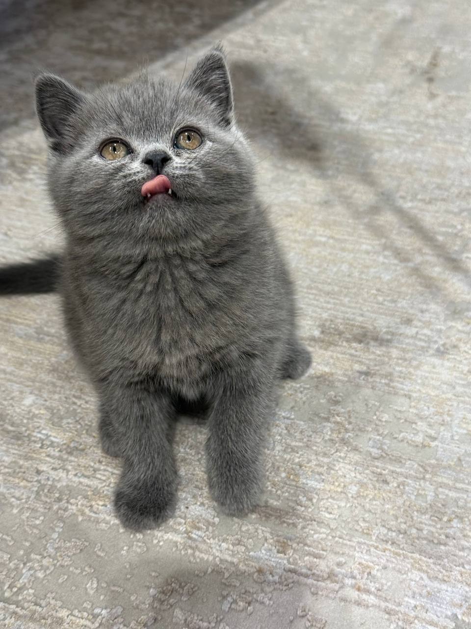 Jasmine British Shorthair Blue Female 2 Months Old