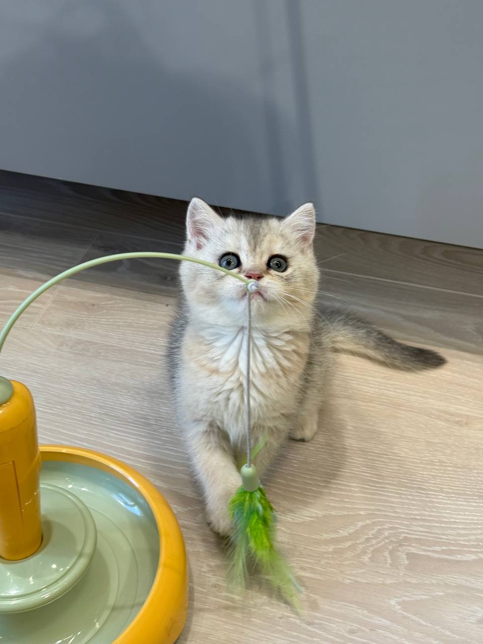 Luna British Shorthair Female 2.5 Months Old