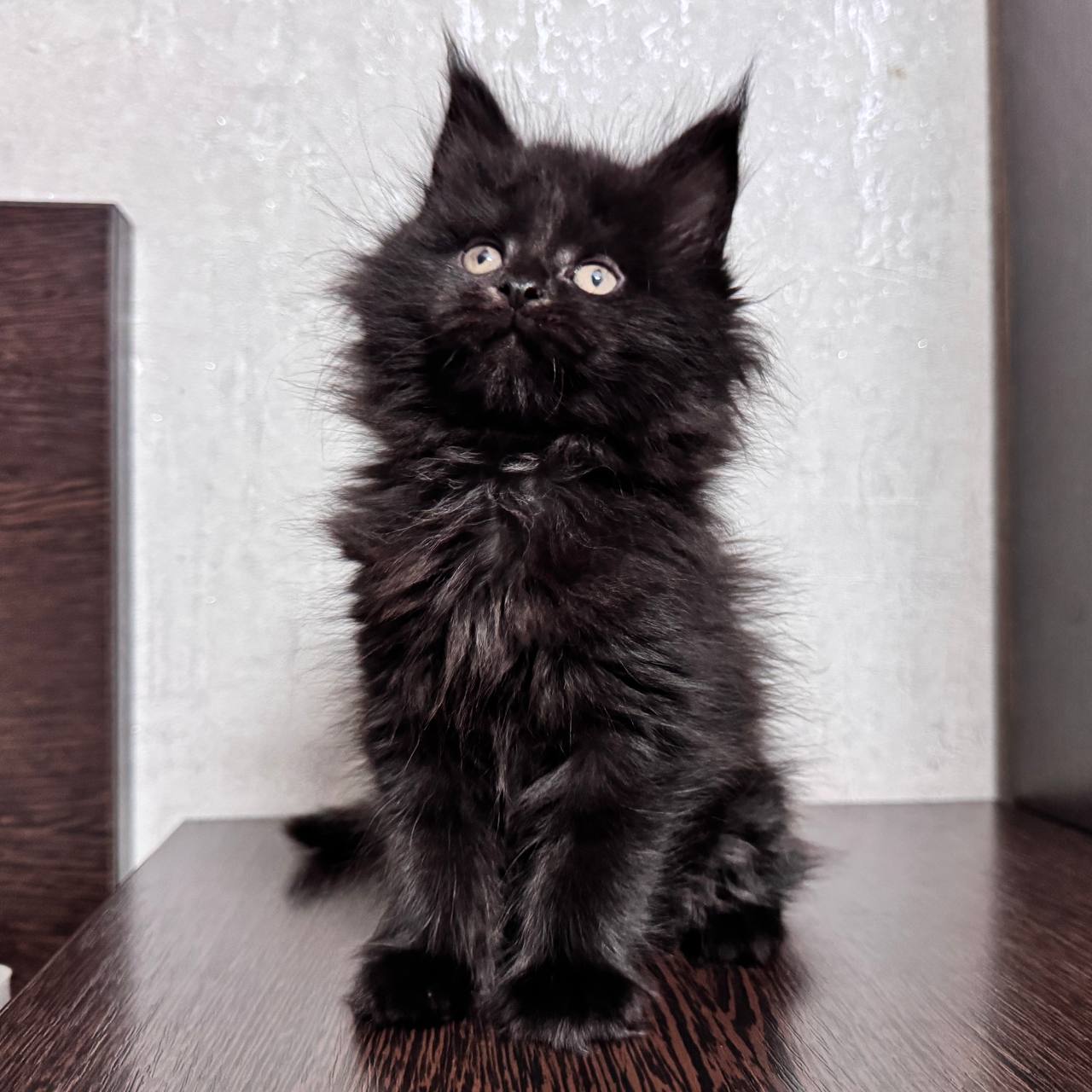 Tina Maine Coon Female 2 Months Old