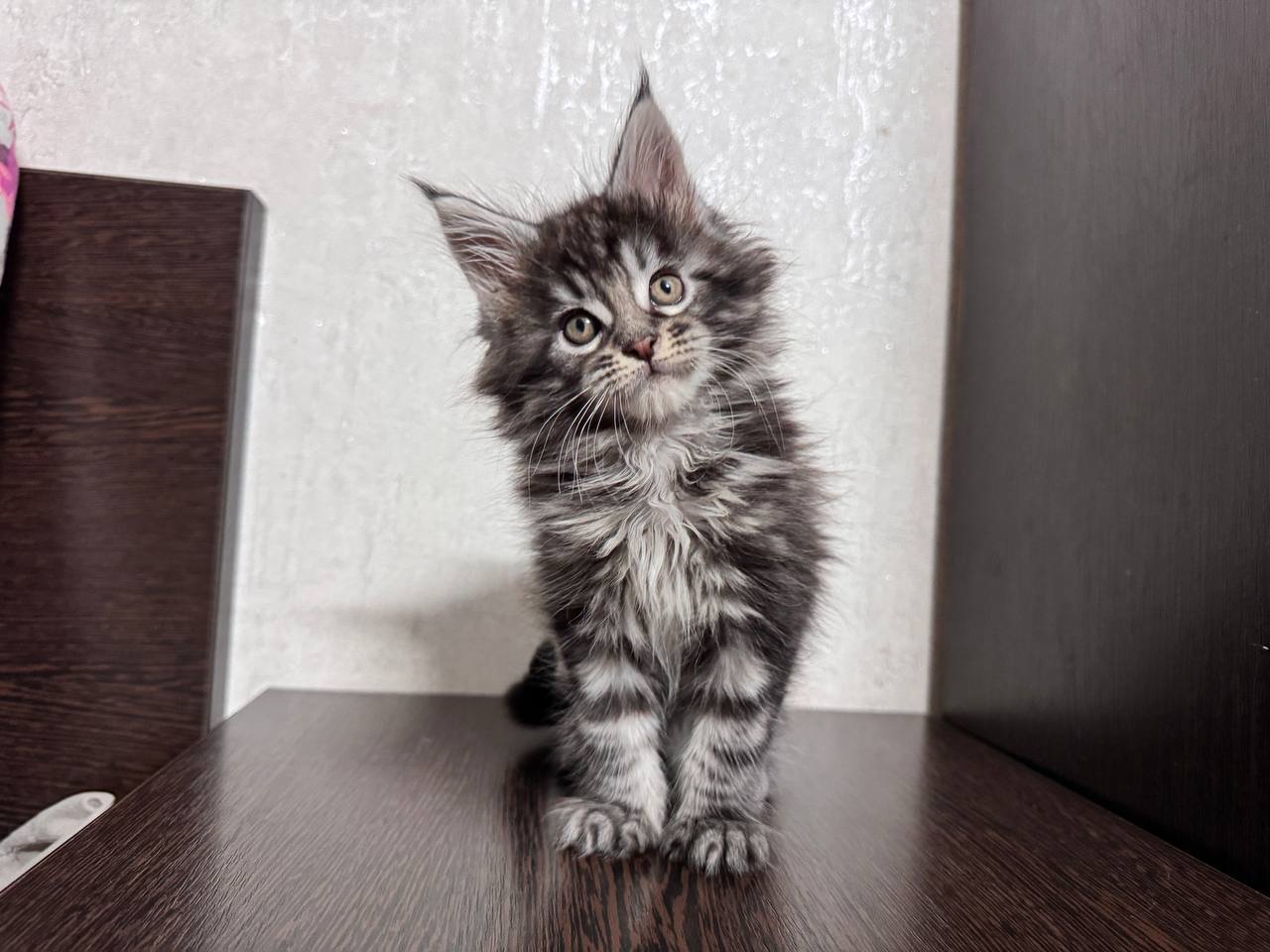 Martin Maine Coon Male 2 Months Old