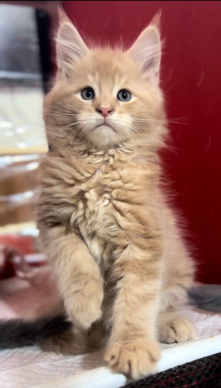 Grand Maine Coon Male 2 Months Old