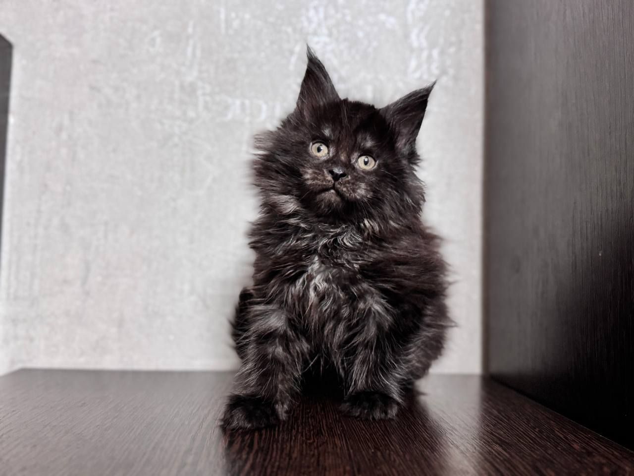 James Maine Coon Male 2 Months Old