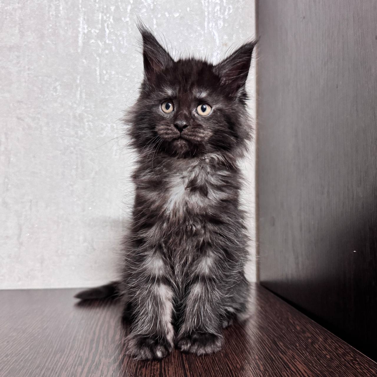 Tom Maine Coon Male 2 Months Old