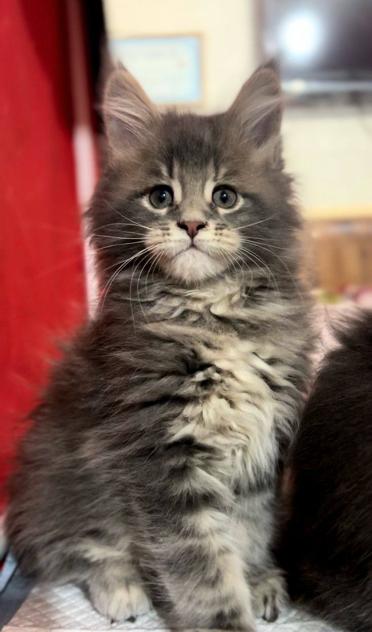 Harley Maine Coon Male 2 Months Old