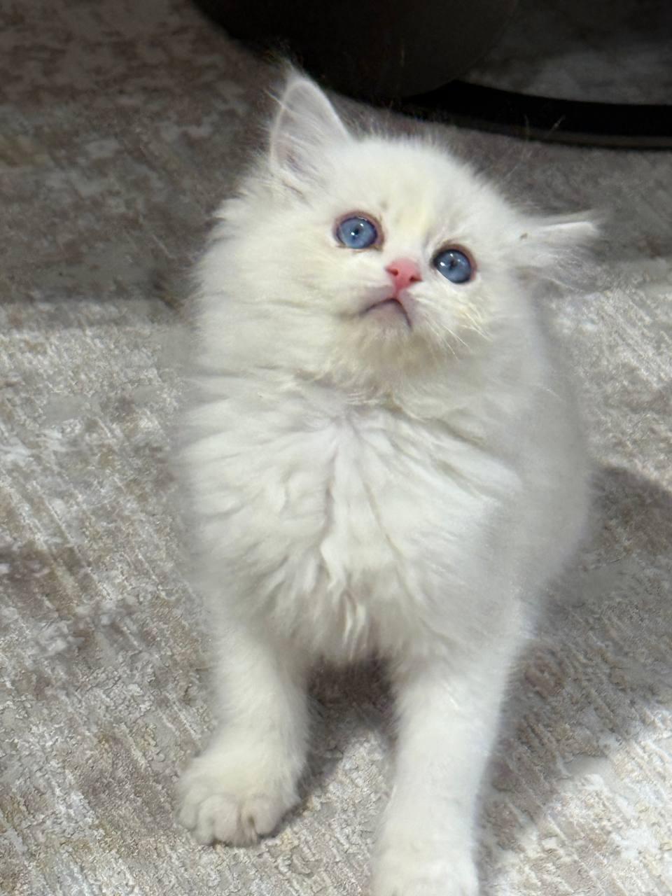 Selena Ragdoll Female 2 Month Old