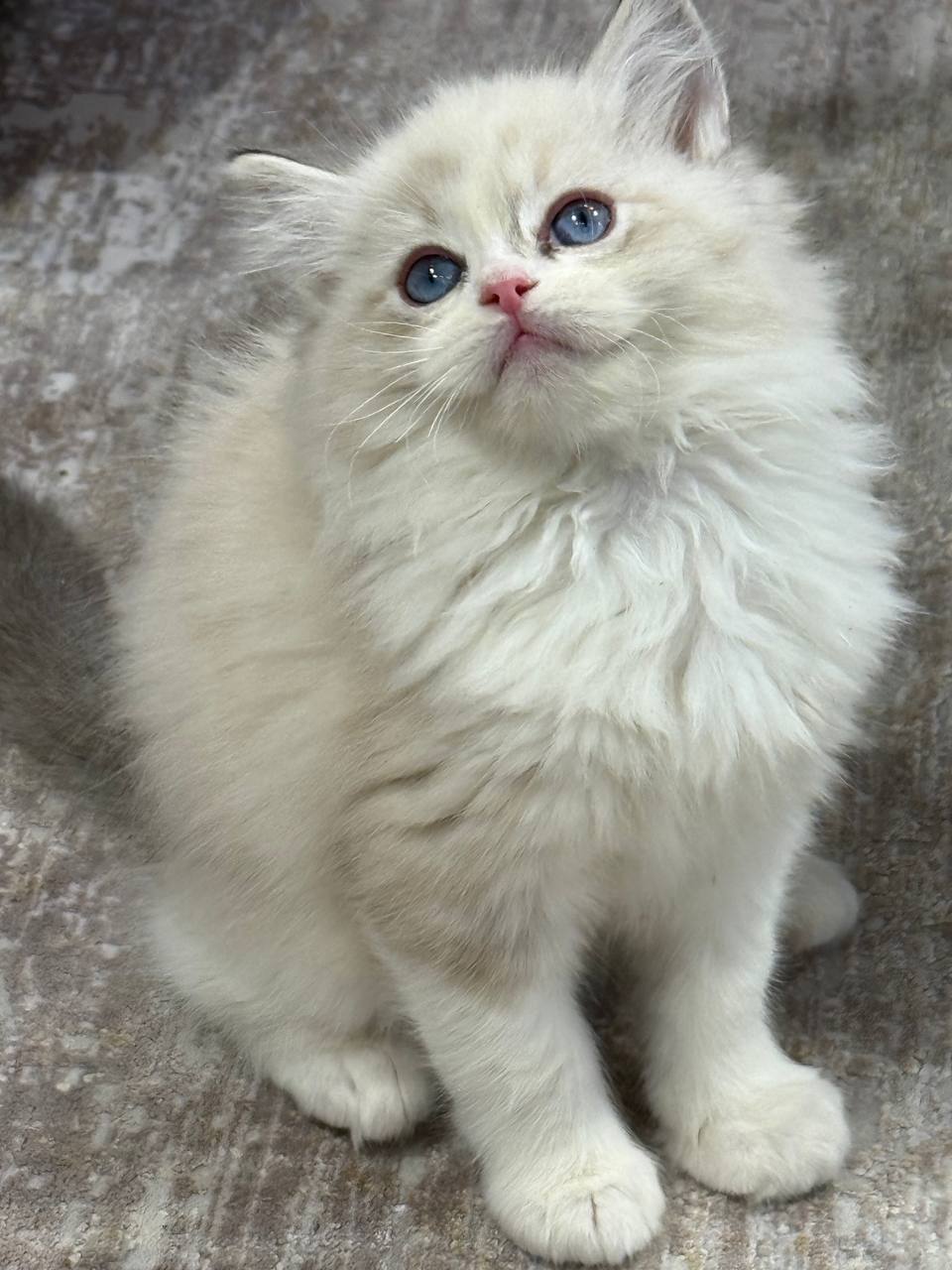 Alex Male Ragdoll 2 Months Old