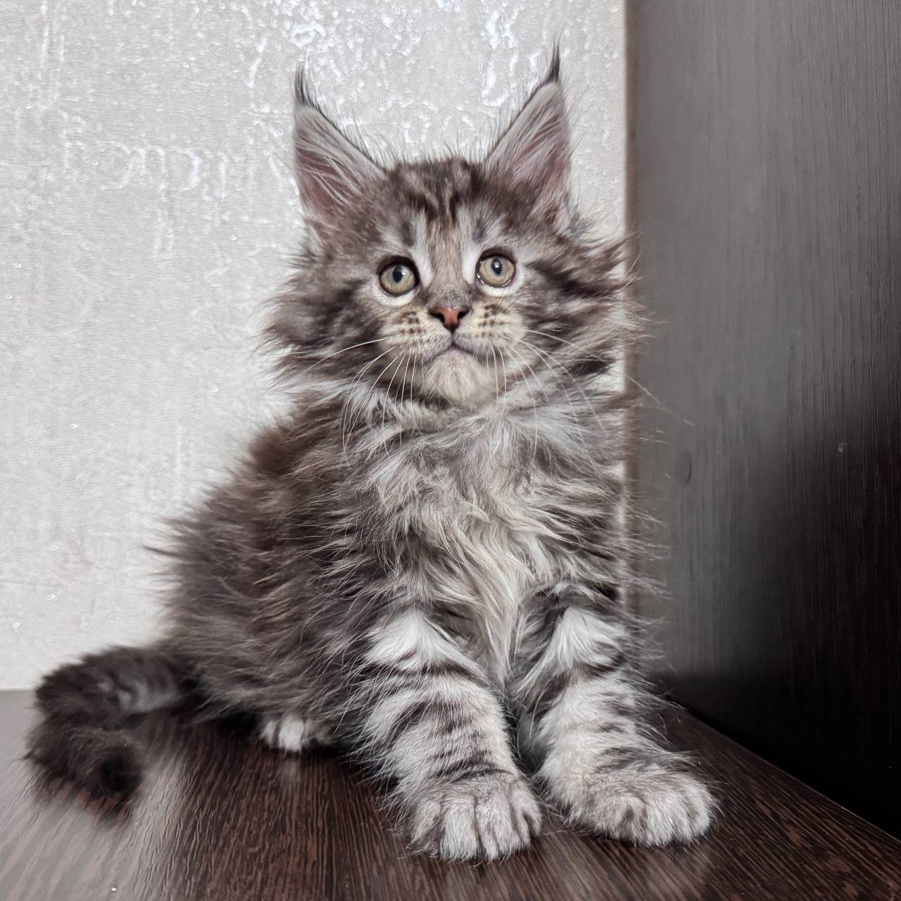 Hardy Maine Coon Male 2 Months Old