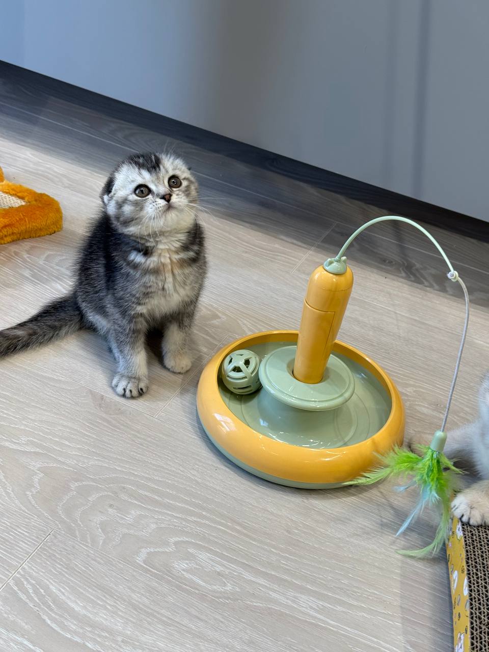 Mila Scottish Fold Female 3 Months Old