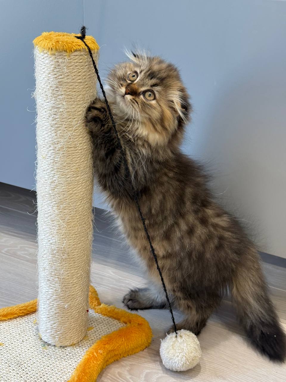 Kira Scottish Fold Female 3 Months Old