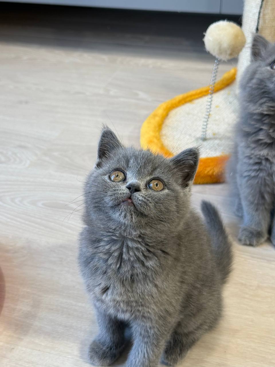 Nila British Shorthair Female 2,5 Months Old