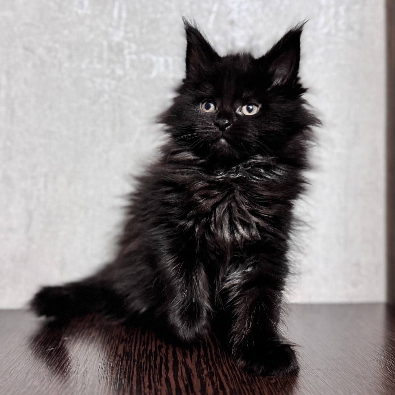Kate Maine Coon Female 2 Months Old