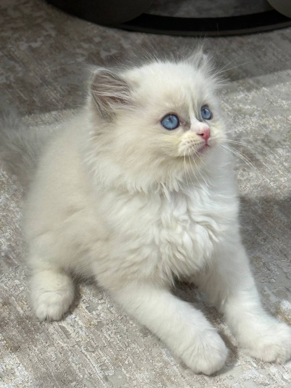 Alan Ragdoll Male 2 Months Old